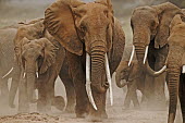 African elephant herd on the move Africa,African elephant,African elephants,elephant,Elephantidae,endangered,endangered species,Loxodonta,mammal,mammalia,Proboscidea,vertebrate,tusk,tusks,trunk,head,ears,eye,large,walking,walk,movemen
