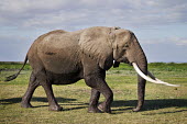 African elephant cow with exceptionally long tusks walking Africa,African elephant,African elephants,elephant,Elephantidae,endangered,endangered species,Loxodonta,mammal,mammalia,Proboscidea,vertebrate,tusk,tusks,trunk,head,ears,eye,large,walking,walk,movemen