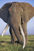 African elephant bull elephant with large tusks grazing Martin Harvey Africa,African elephant,African elephants,elephant,Elephantidae,endangered,endangered species,Loxodonta,mammal,mammalia,Proboscidea,vertebrate,grass,tusk,tusks,trunk,head,ears,eye,large,bull male,close-up,close up,eating,feeding,herbivore,herbivorous,grazing,Elephants,Chordates,Chordata,Elephants, Mammoths, Mastodons,Mammalia,Mammals,Appendix I,Appendix II,Savannah,Herbivorous,Terrestrial,Animalia,Convention on Migratory Species (CMS),africana,Vulnerable,IUCN Red List