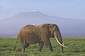 African elephant bull elephant with large tusks grazing, Mount Kilamanjaro in background Africa,African elephant,African elephants,elephant,Elephantidae,endangered,endangered species,Loxodonta,mammal,mammalia,Proboscidea,vertebrate,grass,tusk,tusks,trunk,head,ears,eye,large,bull male,clos