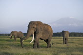 African elephants, Mount Kilimanjaro mountain in background Africa,African elephant,African elephants,elephant,Elephantidae,endangered,endangered species,Loxodonta,mammal,mammalia,Proboscidea,vertebrate,grass,tusk,tusks,trunk,head,ears,eye,large,bull male,clos