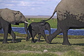 African elephant young calf and adults just crossed swamp Africa,African elephant,African elephants,animal behaviour,bathes,behaviour,elephant,Elephantidae,endangered,endangered species,Loxodonta,mammal,mammalia,Proboscidea,vertebrate,eating,feeding,herbivor
