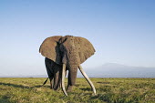 African elephant bull elephant with large tusks Africa,African elephant,African elephants,elephant,Elephantidae,endangered,endangered species,Loxodonta,mammal,mammalia,Proboscidea,vertebrate,grass,tusk,tusks,trunk,head,ears,eye,large,bull male,clos