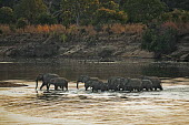 African elephant herd crossing Luangwa River Africa,African elephant,African elephants,animal behaviour,bathes,behaviour,elephant,Elephantidae,endangered,endangered species,Loxodonta,mammal,mammalia,Proboscidea,vertebrate,water,ripples,evening,r