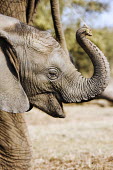 African elephant calf using trunk to smell Africa,African elephant,African elephants,animal behaviour,bathes,behaviour,elephant,Elephantidae,endangered,endangered species,Loxodonta,mammal,mammalia,Proboscidea,vertebrate,baby,juvenile,young,cut