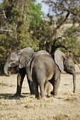 African elephant young calfs interacting Africa,African elephant,African elephants,animal behaviour,bathes,behaviour,elephant,Elephantidae,endangered,endangered species,Loxodonta,mammal,mammalia,Proboscidea,vertebrate,baby,juvenile,young,cut