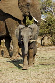 African elephant young calf playing with tree branch Africa,African elephant,African elephants,animal behaviour,bathes,behaviour,elephant,Elephantidae,endangered,endangered species,Loxodonta,mammal,mammalia,Proboscidea,vertebrate,baby,juvenile,young,cut