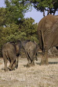 African elephant mother with young Africa,African elephant,African elephants,animal behaviour,bathes,behaviour,elephant,Elephantidae,endangered,endangered species,Loxodonta,mammal,mammalia,Proboscidea,vertebrate,baby,juvenile,young,cal