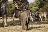 African elephant young calf play charging zebra and giraffe Africa,African elephant,African elephants,animal behaviour,bathes,behaviour,elephant,Elephantidae,endangered,endangered species,Loxodonta,mammal,mammalia,Proboscidea,vertebrate,baby,juvenile,young,cut