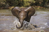 African elephant young calf play charging through water Africa,African elephant,African elephants,animal behaviour,bathes,behaviour,elephant,Elephantidae,endangered,endangered species,Loxodonta,mammal,mammalia,Proboscidea,vertebrate,baby,juvenile,young,cut