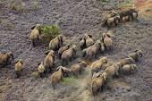 Aerial view of African elephant herd in Kenya Africa,African elephant,African elephants,elephant,Elephantidae,endangered,endangered species,Loxodonta,mammal,mammalia,Proboscidea,vertebrate,herd,landscape,habitat,savannah,savanna,walking,walk,migr