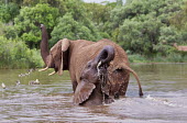 African elephant mother and young calf having a swim Africa,African elephant,African elephants,animal behaviour,bathes,behaviour,elephant,Elephantidae,endangered,endangered species,Loxodonta,mammal,mammalia,Proboscidea,vertebrate,baby,juvenile,young,cal