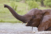 African elephant young calf playing in water Africa,African elephant,African elephants,animal behaviour,bathes,behaviour,elephant,Elephantidae,endangered,endangered species,Loxodonta,mammal,mammalia,Proboscidea,vertebrate,baby,juvenile,young,cal