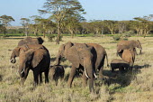 Small herd of African elephants Africa,African elephant,African elephants,elephant,Elephantidae,endangered,endangered species,Loxodonta,mammal,mammalia,Proboscidea,vertebrate,herd,group,moving,walking,grazing,feeding,food,eating,eat