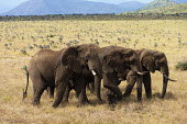 Small herd of African elephants Africa,African elephant,African elephants,elephant,Elephantidae,endangered,endangered species,Loxodonta,mammal,mammalia,Proboscidea,vertebrate,herd,group,moving,walking,grazing,feeding,food,eating,eat