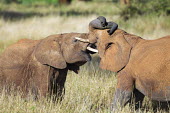 Juvenile African elephants interacting with each other Africa,African elephant,African elephants,animal behaviour,bathes,behaviour,elephant,Elephantidae,endangered,endangered species,Loxodonta,mammal,mammalia,Proboscidea,vertebrate,juvenile,young,two,pair