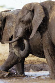 African elephants drinking at a waterhole Africa,African elephant,African elephants,animal behaviour,bathes,behaviour,elephant,Elephantidae,endangered,endangered species,Loxodonta,mammal,mammalia,Proboscidea,vertebrate,wet,wildlife,water,wate