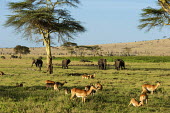 Small group of African elephantand impala grazing Africa,African elephant,African elephants,animal behaviour,bathes,behaviour,elephant,Elephantidae,endangered,endangered species,Loxodonta,mammal,mammalia,Proboscidea,vertebrate,eating,feeding,herbivor