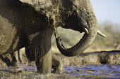 Young African elephant mud-bathing Africa,African elephant,African elephants,animal behaviour,bathes,behaviour,elephant,Elephantidae,endangered,endangered species,grooming,Loxodonta,mammal,mammalia,mud,mud bath,mud bathing,mud baths,mu