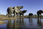 African elephants drinking at waterhole Africa,African elephant,African elephants,animal behaviour,bathes,behaviour,elephant,Elephantidae,endangered,endangered species,Loxodonta,mammal,mammalia,Proboscidea,vertebrate,wet,wildlife,water,wate