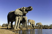 African elephants drinking at waterhole Africa,African elephant,African elephants,animal behaviour,bathes,behaviour,elephant,Elephantidae,endangered,endangered species,Loxodonta,mammal,mammalia,Proboscidea,vertebrate,wet,wildlife,water,wate