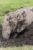 Young African elephant mudbathing Africa,African elephant,African elephants,animal behaviour,bathes,behaviour,elephant,Elephantidae,endangered,endangered species,grooming,Loxodonta,mammal,mammalia,mud,mud bath,mud bathing,mud baths,mu