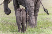 African elephant calf from behind Africa,African elephant,African elephants,animal behaviour,bathes,behaviour,elephant,Elephantidae,endangered,endangered species,Loxodonta,mammal,mammalia,Proboscidea,vertebrate,baby,juvenile,young,cut