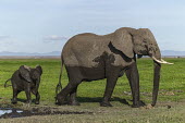 African elephant mother and young calf after a mud bath Africa,African elephant,African elephants,animal behaviour,bathes,behaviour,elephant,Elephantidae,endangered,endangered species,Loxodonta,mammal,mammalia,Proboscidea,vertebrate,baby,juvenile,young,cal