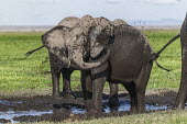African elephants mud bathing to protect skin from parasites Africa,African elephant,African elephants,animal behaviour,bathes,behaviour,elephant,Elephantidae,endangered,endangered species,grooming,Loxodonta,mammal,mammalia,mud,mud bath,mud bathing,mud baths,mu