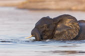 African elephant swimming Africa,African elephant,African elephants,elephant,Elephantidae,endangered,endangered species,Loxodonta,mammal,mammalia,Proboscidea,vertebrate,swimming,swim,water,cooling,Elephants,Chordates,Chordata,