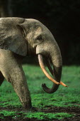 Forest elephant profile close-up Forest elephant,Africa,African elephants,elephant,Elephantidae,endangered,endangered species,Loxodonta,mammal,mammalia,Proboscidea,vertebrate,profile,tusks,tusk,trunk,head,face,close-up,close up,Eleph