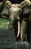 Forest elephant mudbathing Forest elephant,Africa,African elephants,elephant,Elephantidae,endangered,endangered species,Loxodonta,mammal,mammalia,Proboscidea,vertebrate,profile,tusks,tusk,trunk,head,face,close-up,close up,mud,m