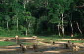 Herd of forest elephants digging with tusks and trunk for mineral rich mud to supplement diet and possibly to neutralize toxins Forest elephant,Africa,African elephants,elephant,Elephantidae,endangered,endangered species,Loxodonta,mammal,mammalia,Proboscidea,vertebrate,profile,animal behaviour,mud,muddy,mudbath,mudbathing,wet,