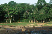 Herd of forest elephants digging with tusks and trunk for mineral rich mud to supplement diet and possibly to neutralize toxins Forest elephant,Africa,African elephants,elephant,Elephantidae,endangered,endangered species,Loxodonta,mammal,mammalia,Proboscidea,vertebrate,profile,animal behaviour,mud,muddy,mudbath,mudbathing,wet,
