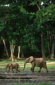 Forest elephant mother with young Forest elephant,Africa,African elephants,elephant,Elephantidae,endangered,endangered species,Loxodonta,mammal,mammalia,Proboscidea,vertebrate,profile,baby,juvenile,young,calf,cute,parent,parenthood,mo