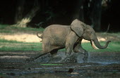Forest elephant running through mud Forest elephant,Africa,African elephants,elephant,Elephantidae,endangered,endangered species,Loxodonta,mammal,mammalia,Proboscidea,vertebrate,profile,runnning,run,movement,action,mud,muddy,water,mudba