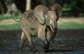 Young forest elephant mudbathing Forest elephant,Africa,African elephants,elephant,Elephantidae,endangered,endangered species,Loxodonta,mammal,mammalia,Proboscidea,vertebrate,profile,tusks,tusk,trunk,head,face,close-up,close up,mud,m