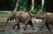 Forest elephant sub-adults play fighting Forest elephant,Africa,African elephants,elephant,Elephantidae,endangered,endangered species,Loxodonta,mammal,mammalia,Proboscidea,vertebrate,profile,animal behaviour,sub-adult,juvenile,play-fighting,