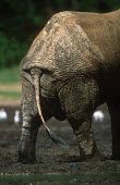 Forest elephant rear view of adult bull Forest elephant,Africa,African elephants,elephant,Elephantidae,endangered,endangered species,Loxodonta,mammal,mammalia,Proboscidea,vertebrate,male,bull,rear end,bum,bottom,back,backside,tail,rear legs
