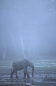 Forest elephant in early morning mist Forest elephant,Africa,African elephants,elephant,Elephantidae,endangered,endangered species,Loxodonta,mammal,mammalia,Proboscidea,vertebrate,mist,misty,fog,bad weather,arty,artistic,walking,moving,mo