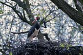 Black stork nest Black stork,ciconia nigra,aves,bird,ciconiidae,perched,nest,vertebrate,stick nest,beak,bill,profile,least concern,Eastern Europe,Europe,forest,woods,low angle,parent,tree,Chordates,Chordata,Storks,Cic