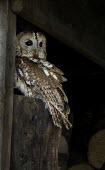 Tawny owl Tawny owl,strix aluco,bird,aves,strigidae,owl,beak,bill,eyes,least concern,raptor,bird of prey,UK species,British species,UK,Europe,head,portrait,profile,talons,perched,Chordates,Chordata,True Owls,St
