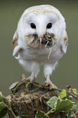 Barn owl Barn owl,common barn owl,tyto alba,bird,aves,strigidae,owl,beak,eye,feeding,eating,least concern,raptor,bird of prey,catch,prey,predator,UK species,British species,UK,Europe,head,close up,portrait,pro