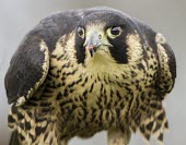 Peregrine falcon Peregrine falcon,Falco peregrinus,aves,birds,falconidae,falcon,bird of prey,UK species,British species,UK,Europe,head,close up,profile,talons,perched,raptor,eye,beak,least concern,feeding,eating,prey,