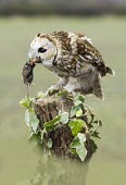 Tawny owl Tawny owl,strix aluco,bird,aves,strigidae,owl,beak,bill,eye,feeding,eating,kill,prey,predator,catch,least concern,raptor,bird of prey,UK species,British species,UK,Europe,head,portrait,profile,talons,