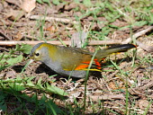 Male Omei Shan liocichla Birds,aves,Passeriformes,Timaliidae,Mount Omei liocichla,Emei Shan liocichla,Vulnerable,feeding,food,foraging,ground,endemic,China,Asia,Sichuan,Yunnan,colourful,tagged,tag,monitoring,population monito