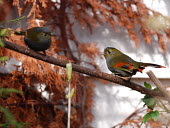 Male (right) and female (left) Omei Shan liocichla Birds,aves,Passeriformes,Timaliidae,Mount Omei liocichla,Emei Shan liocichla,Vulnerable,perching,perched,two,pair,male,female,endemic,China,Asia,Sichuan,Yunnan,colourful,tagged,tag,monitoring,conserva