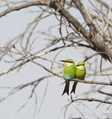 Pair of swallow-tailed bee-eaters perched on branch Aves,Coraciformes,Meropidae,bee-eater,Least Concern,pair,couple,perched,perching,colour,Merops hirundineus,bird,birds,bright,coloured,colourful,swallow-tailed bee-eater,matching,Makala Nature Reserve,