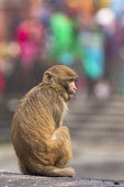 Rhesus macaque sitting in urban area rhesus macaque,rhesus monkey,macaca mulatta,mammalia,mammal,primate,Cercopithecidae,old world monkey,monkey,city,urban,road,urbanisation,urbanization,profile,face,eyes  ears,cute,sitting,vertebrate,le