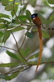 Male African paradise flycatcher perched in tree Aves,bird,colourful,feathers,flycatchers,one,single,tail,vertical,Passeriformes,Monarchidae,male,perched,perching,rear view,african paradise-flycatcher,flycatcher,Terpsiphone viridis,Harold Porter,Wes